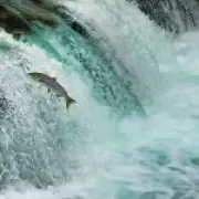 Chemical Spill Wipes Out Salmon in Scottish River Spey Tributary