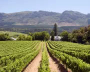 Chenin Blanc: The Chameleon Grape That's Captivating Wine Lovers Worldwide