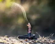 Climate Change to Increase Global Snakebite Risk, Study Warns