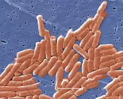 Climate Crisis Accelerates Antibiotic Resistance Globally, Salmonella Study Finds