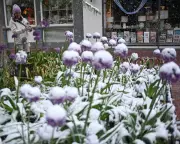 Colorado Rare May Snowstorm: Denver Hit by Spring Snow