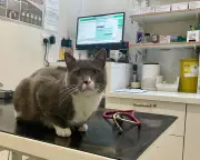 Counterfeit Flea Treatments: Cheap Fakes Can Harm Your Pet
