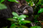 Counting Mountain Gorillas in Uganda: Newborns to Silverbacks
