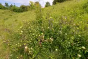 Country Diary 1976: Dogwood, a Plague on the North Downs