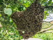 Country Diary: A Lucky Swarm of Honey Bees in a Kent Plum Tree