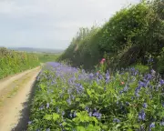 Country Diary: Bluebells Bloom as Ferns Take Over in Tamar Valley