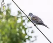 Country Diary: Turtle Dove's Purr Heard at Maxey Cut After Treacherous Flight
