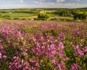 Country Diary: Wild Plants Overflow with Health in May 1906