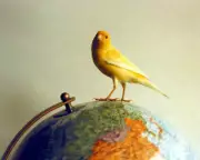 Crispin the Canary: A Tiny Bird with a Giant Ego and a Big Heart