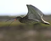 Curlew's Call Echoes at Cors Ddyga: A Precious Sighting on Anglesey