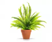 Damp Towel Hack Keeps Houseplants Hydrated for Short Trips