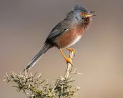 Dartford warbler stages comeback 60 years after near extinction in England