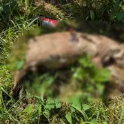 Decomposing Dog Found on Wembley Footpath, RSPCA Investigates