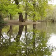 Discover Hollow Pond: East London's Peaceful Picnic Spot with Boating Lake