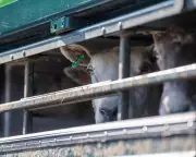 EU to Allow UK to Keep Ban on Live Animal Exports in Post-Brexit Deal
