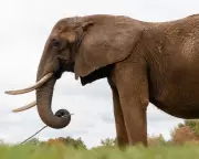 Europe's First Elephant Sanctuary Opens in Portugal, Rehoming Captive Giants