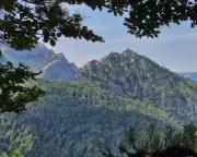 Exploring Europe's Oldest Forest: A Guided Walk in Bosnia's Perućica