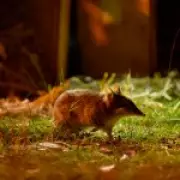 Extinct Bandicoot Returns to Wild After Genetic Rescue Success