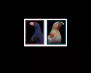 Fiona Pardington's Bird Portraits to Debut at 2026 Venice Biennale