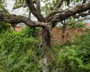 First Bramley Apple Tree Cottage Sold in Nottinghamshire