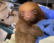 Florida Probes Deaths of 31 Sloths at Controversial Theme Park Warehouse
