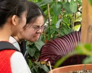 From Corpse Flowers to Tofu Spills: History's Worst Smells Ranked