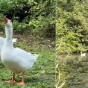 Gandalf the Goose 'Kidnapped' Leaving Companion Ryan Gosling Devastated