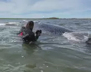 Germany Defends Whale Rescue Attempt Despite Experts' Warnings