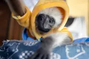 Gibbon Pet Trade Threatens Species, Strong Family Bonds Make Them Vulnerable