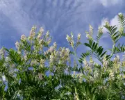 Goat's Rue: The Plant Behind Diabetes Super Drug Metformin