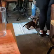 Gordon Ramsay Denies Dog Used Puppy Pad in His London Restaurant