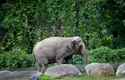 Happy the Elephant Dies at 55 After Landmark Legal Battle for Personhood