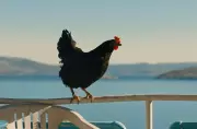 Hen Film: A Chicken's View of People-Smuggling and Oppression