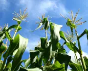 How to Grow Sweetcorn: Tips for a Delicious Summer Crop