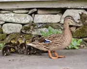 Human Shield Effect: Wildlife Thrives in Northumberland Garden