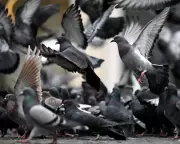 Humane Pigeon Control: A Proven Alternative to Costly Methods in UK Cities