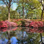 Isabella Plantation: South London's Hidden Azalea Garden Perfect for Spring Walks