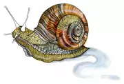 Kids' Quiz: Snail Shells and Fiercest Animals – Test Your Knowledge