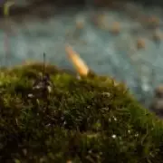 Killer Fungus Found in UK Could Help Restore Natural Habitats