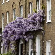 London's Wisteria Walking Route: A Spring Fairytale Stroll
