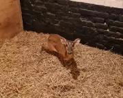 Lucky Lucy: Muntjac Deer Rescued from M&S Escalator in Norwich