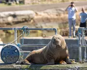Magnus the Wandering Walrus Returns to Norway After Scottish Tour