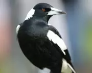 Magpies Can Recognize Your Face: 5 Amazing Facts About Australia's Top Bird
