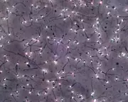 Man Produces Sperm from Testicular Tissue Frozen as Child in Breakthrough Trial