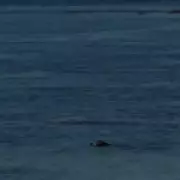 Man Throws Rock at Endangered Seal in Hawaii, Says 'I'm Rich'