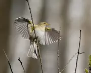 Migratory Bird Numbers Plummet in UK Despite Warm Spring 2025