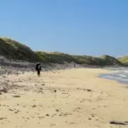 Millions of Mating Flies Swarm Scottish Beach Weeks After Beetle Invasion