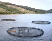 Millions of Salmon Deaths at Scottish Farms Prompt Regulatory Review