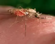 Mosquitoes Can Learn to Overcome Deet Repellent, Study Finds