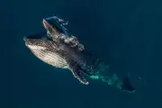 Mysterious Humpback Whale 'Gaping' Behavior Revealed by Citizen Scientists